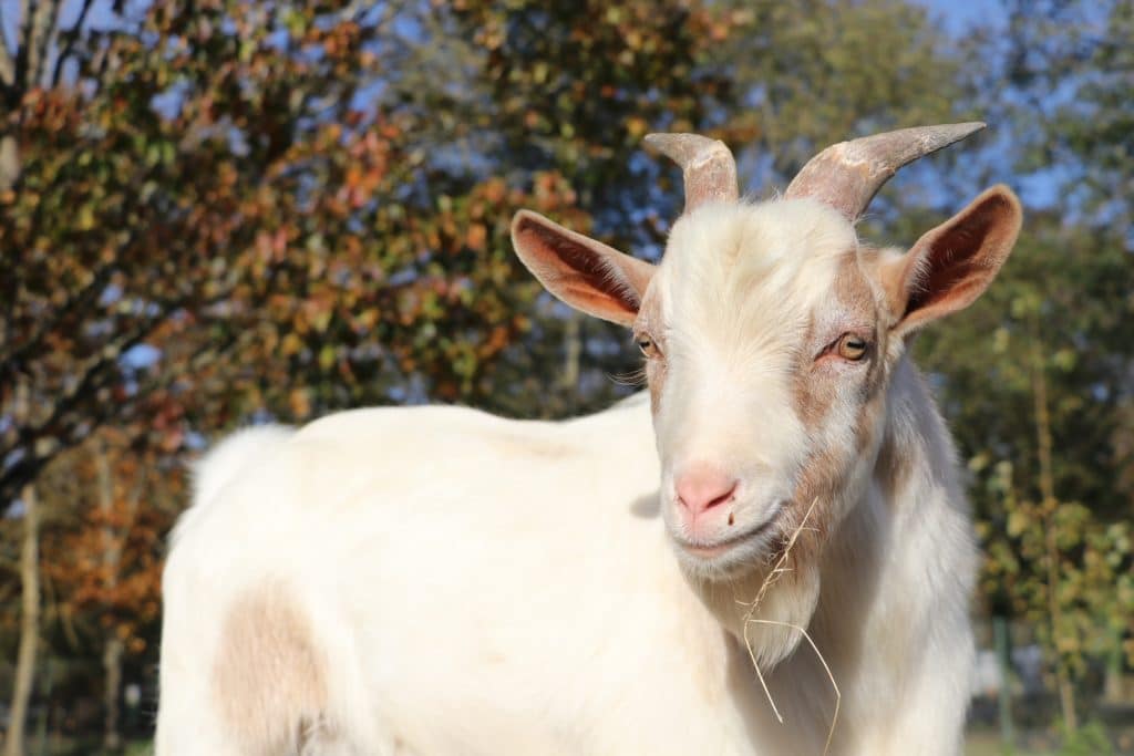 camping ferme rhone alpes