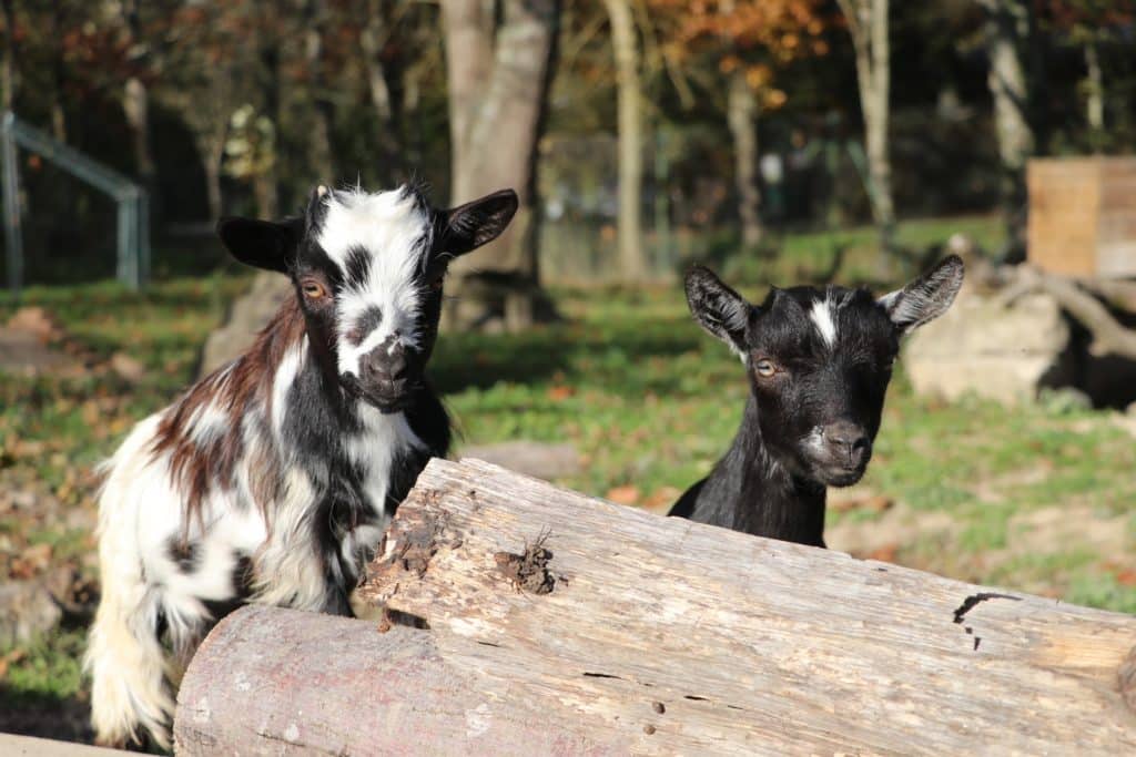 mini ferme sortie scolaire domaine de la dombes