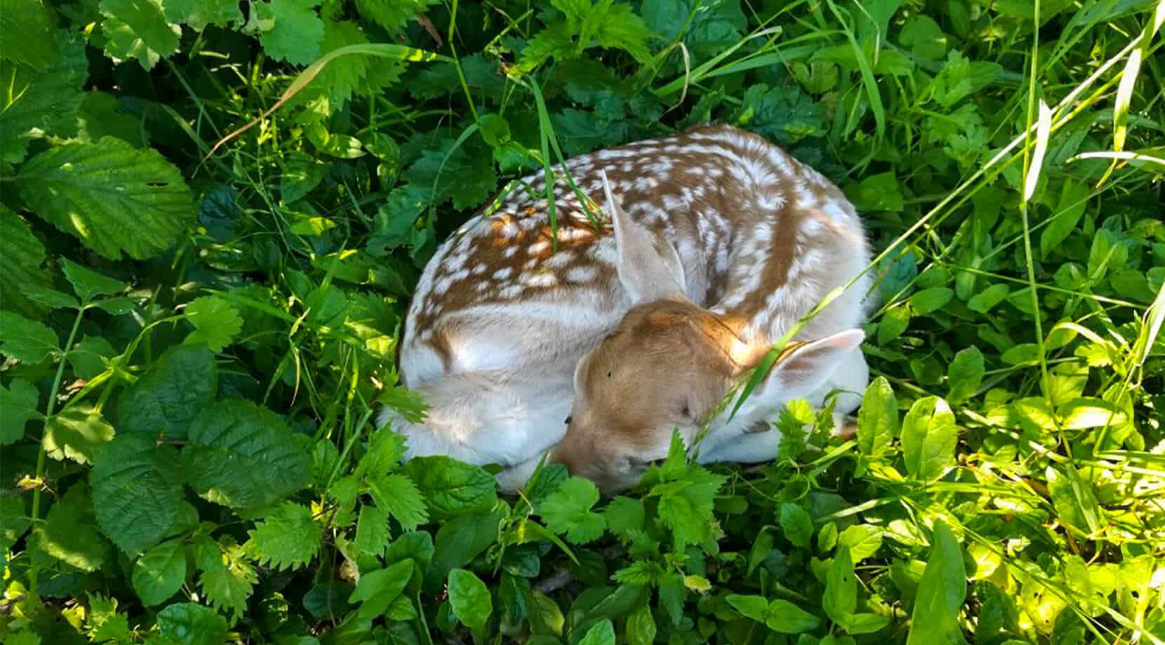 camping avec animaux