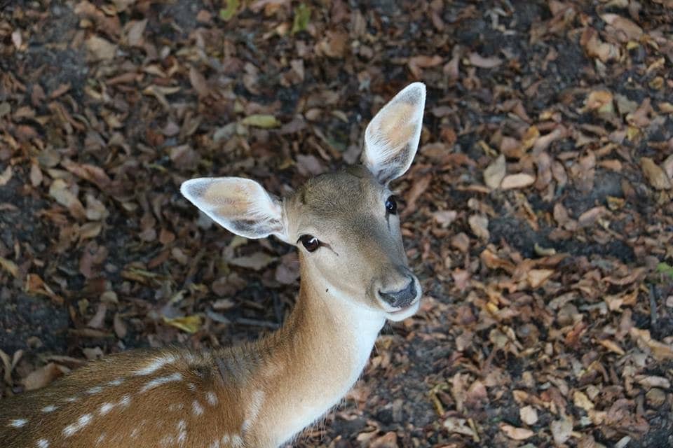 biche Domaine de la Dombes