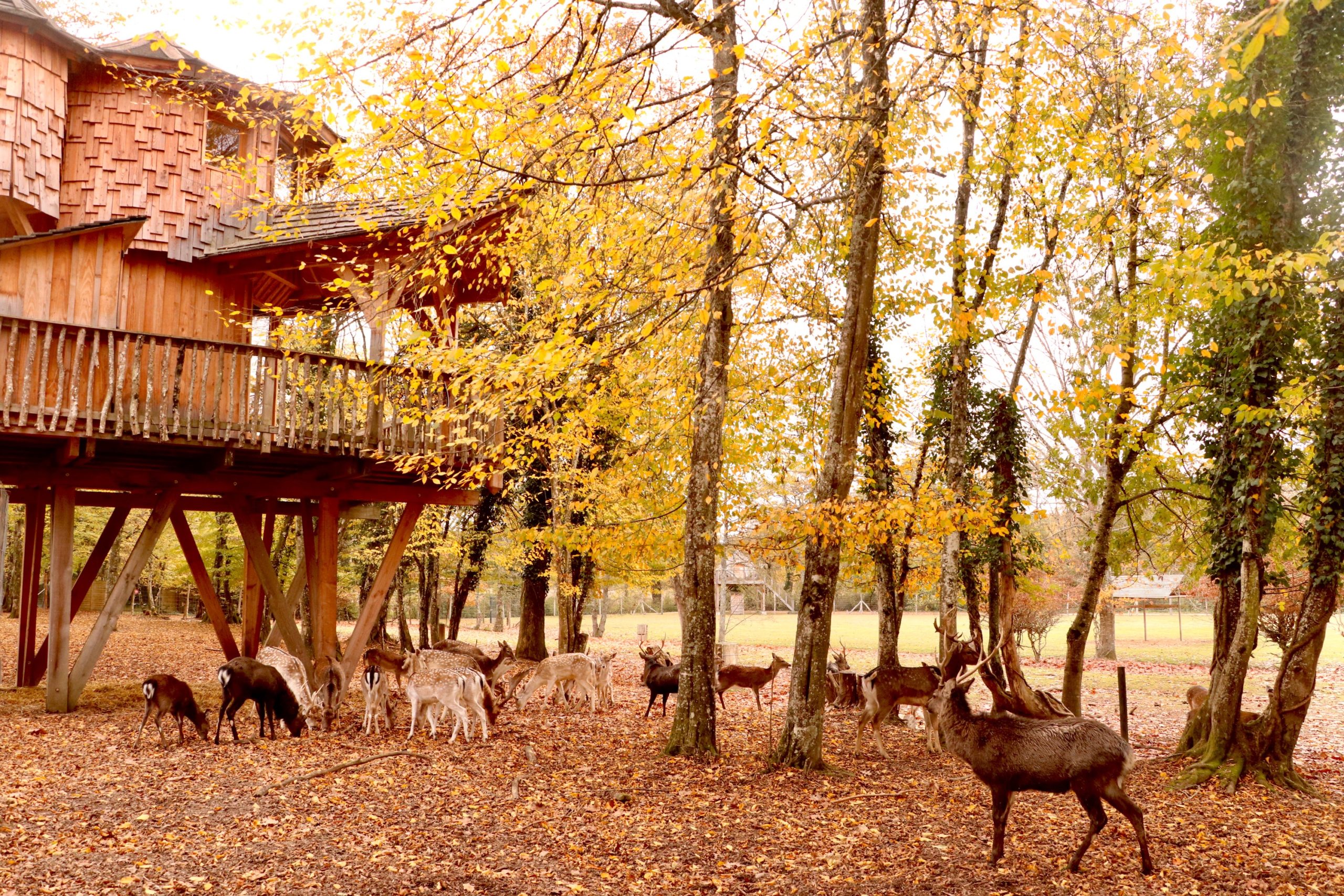 camping avec animaux