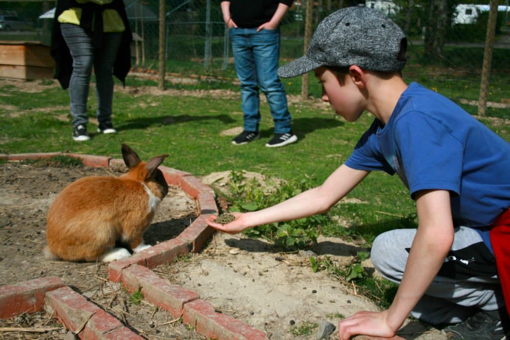 Nourrissage lapin