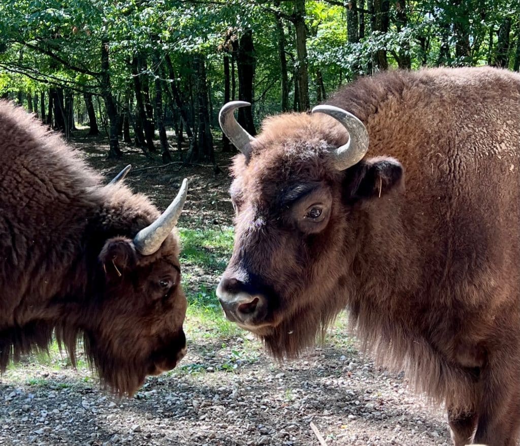 bisons européens Domaine de la Dombes