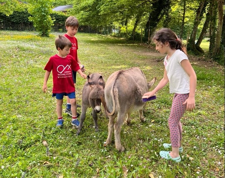 Visite animalière des ânes toy