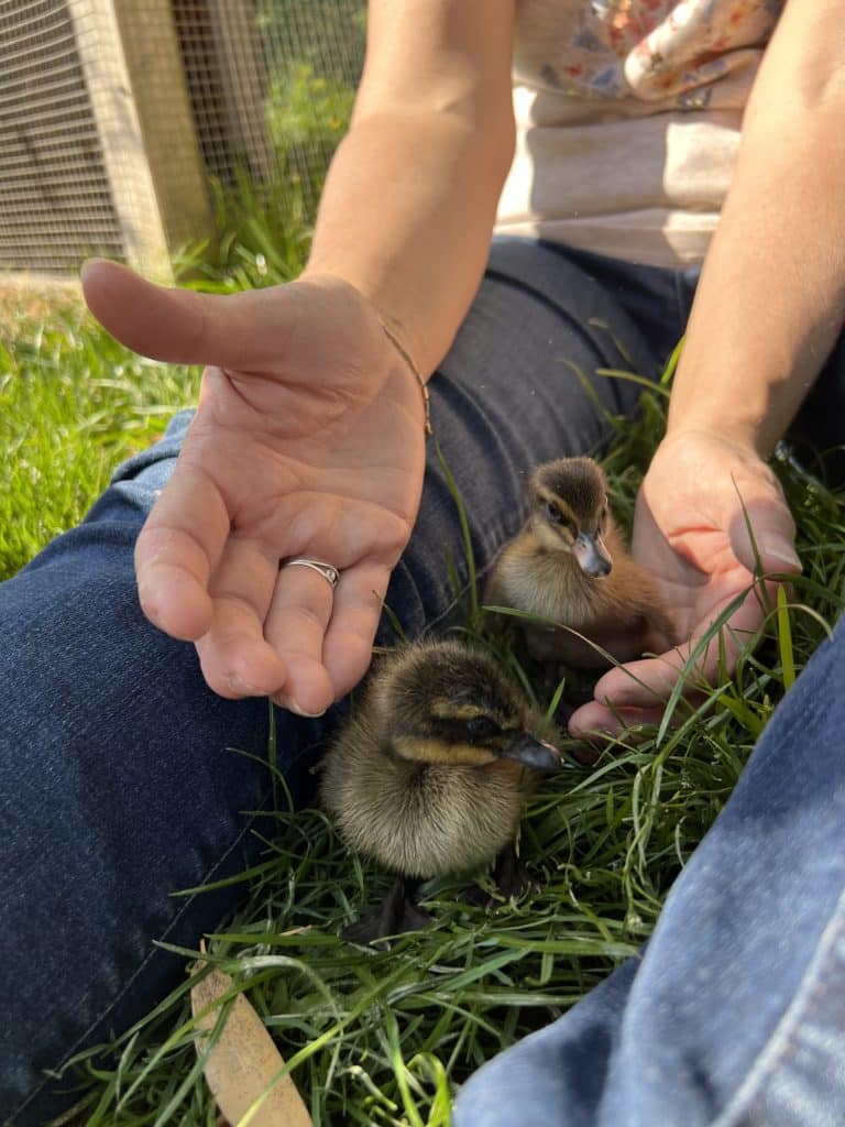 naissance caneton printemps Domaine de la Dombes