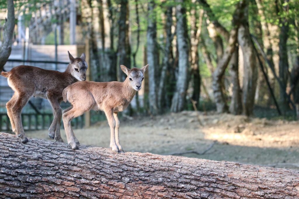 bébés mouflons dans le parc animalier du Domaine de la Dombes